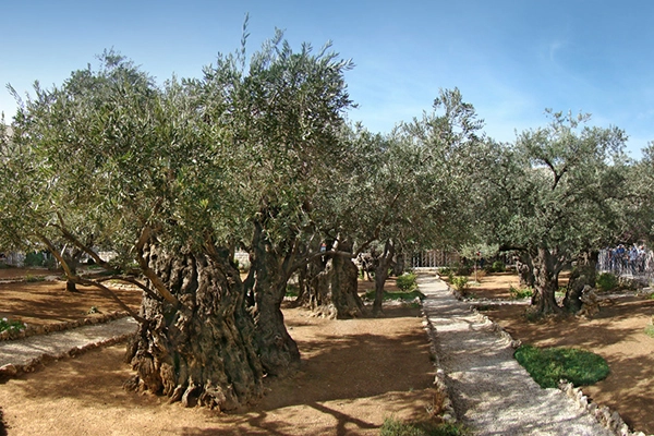 Jordan Jerusalem Christian Tours Gethsemane 1